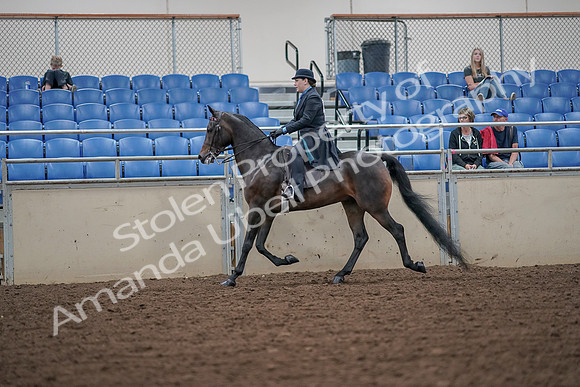 2019 Morgan Horse Show - Aug 30, 2019 - 15390