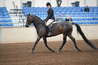 2019 Morgan Horse Show - Sept 01, 2019 - 04001