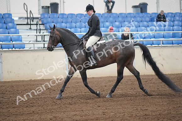 2019 Morgan Horse Show - Sept 01, 2019 - 04001