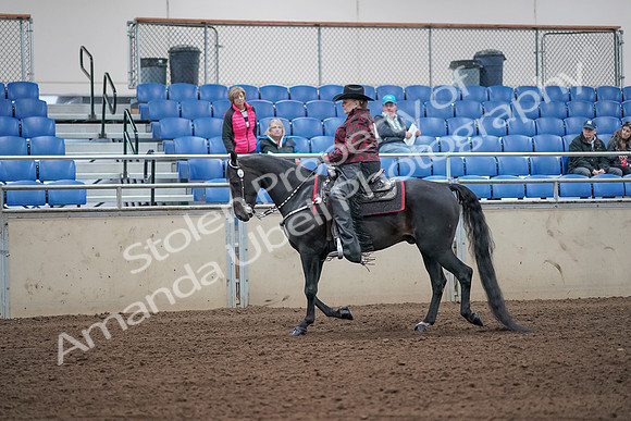 2019 Morgan Horse Show - Aug 31, 2019 - 10559
