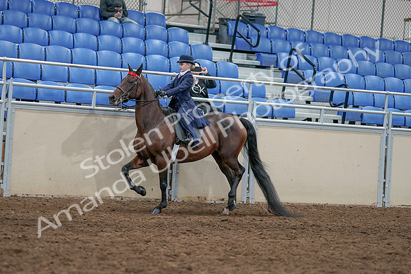 2020 - AB Morgan Horse - Sat, Sept 05 - 04766