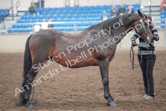 2019 Morgan Horse Show - Aug 31, 2019 - 03771