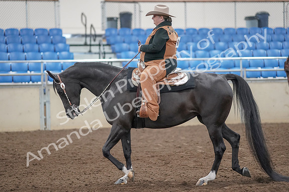 2019 Morgan Horse Show - Aug 31, 2019 - 06027