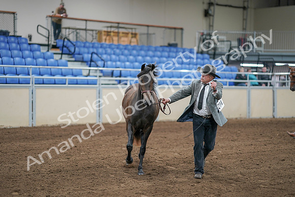 2020 - AB Morgan Horse - Sat, Sept 05 - 00244