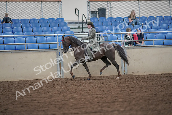 2019 Morgan Horse Show - Aug 30, 2019 - 15393