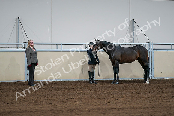 2020 - AB Morgan Horse - Fri, Sept 04 - 00803