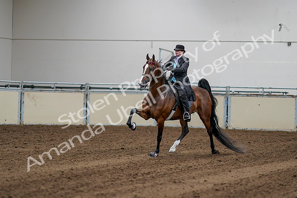 2020 - AB Morgan Horse - Sat, Sept 05 - 13138