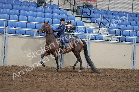2020 - AB Morgan Horse - Sat, Sept 05 - 04767