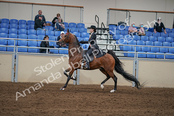 2020 - AB Morgan Horse - Sat, Sept 05 - 06744