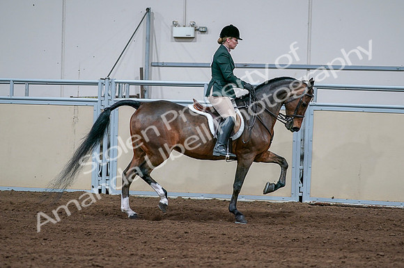 2020 - AB Morgan Horse - Fri, Sept 04 - 01753