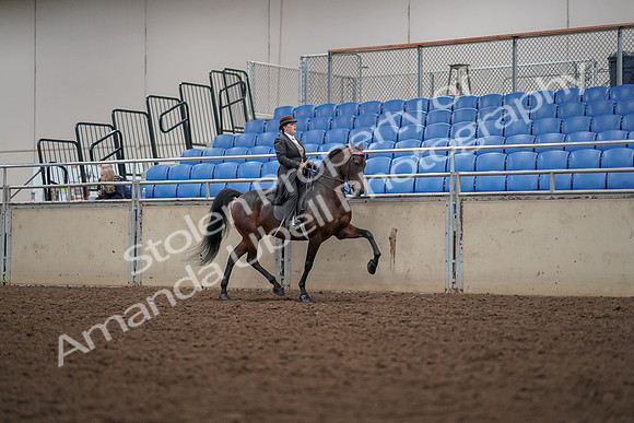 2019 Morgan Horse Show - Aug 30, 2019 - 28204