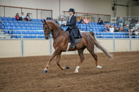 2020 - AB Morgan Horse - Fri, Sept 04 - 11088