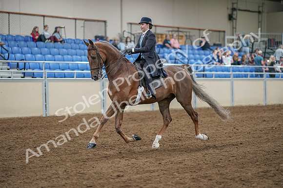 2020 - AB Morgan Horse - Fri, Sept 04 - 11088
