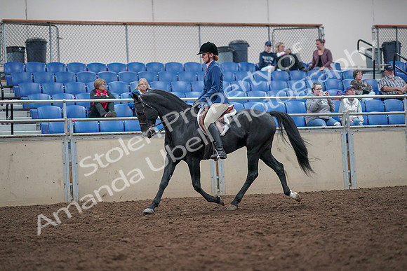 2019 Morgan Horse Show - Aug 31, 2019 - 16527
