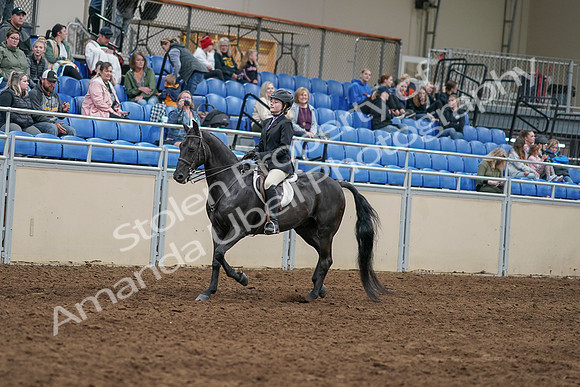 2020 - AB Morgan Horse - Sun, Sept 06 - 07762