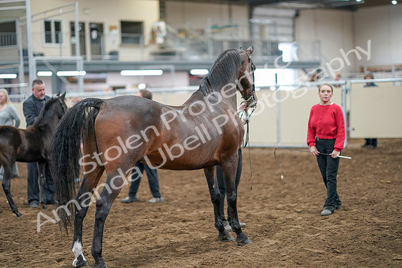 2020 - AB Morgan Horse - Sat, Sept 05 - 00741