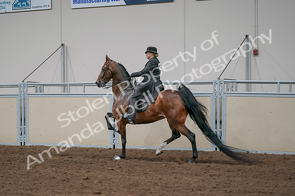 2020 - AB Morgan Horse - Fri, Sept 04 - 09686