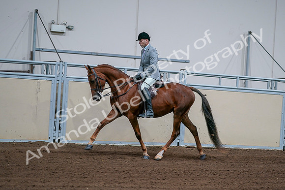 2020 - AB Morgan Horse - Fri, Sept 04 - 01607