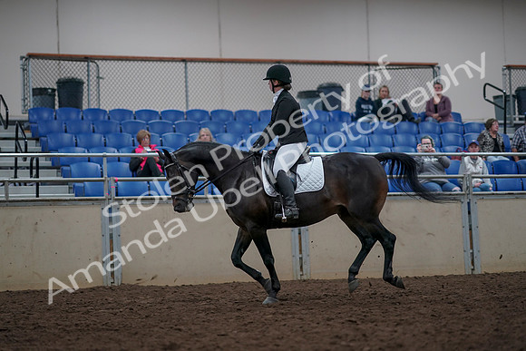 2019 Morgan Horse Show - Aug 31, 2019 - 16662