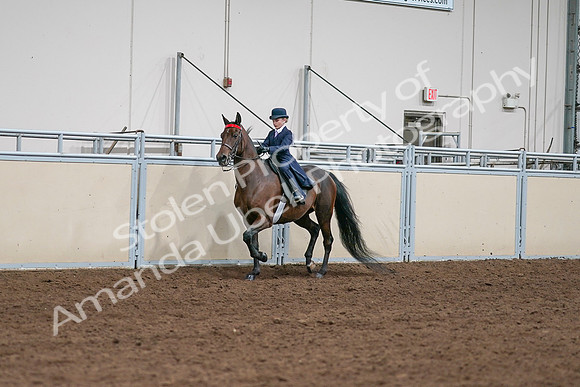 2020 - AB Morgan Horse - Sat, Sept 05 - 04902
