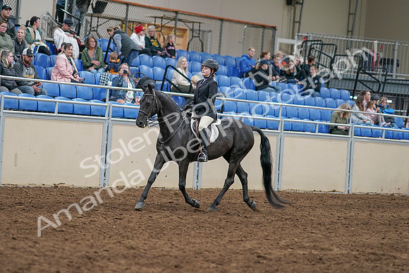 2020 - AB Morgan Horse - Sun, Sept 06 - 07760