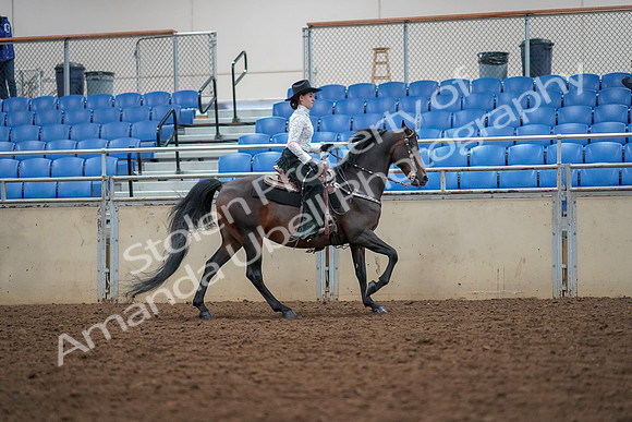 2019 Morgan Horse Show - Aug 30, 2019 - 16956
