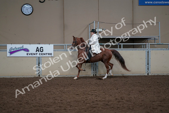2019 Morgan Horse Show - Aug 31, 2019 - 17875