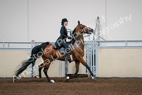 2020 - AB Morgan Horse - Sat, Sept 05 - 06842