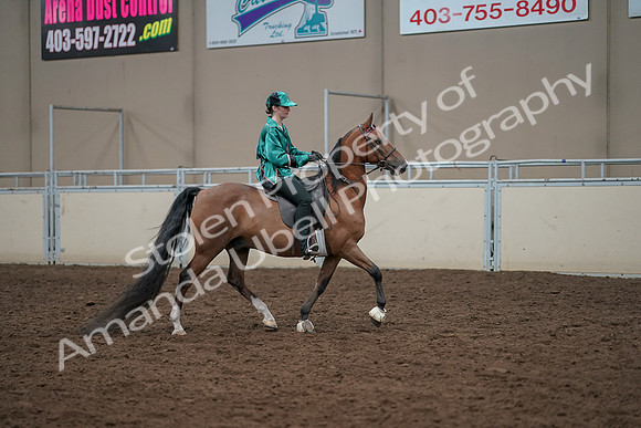 2019 Morgan Horse Show - Aug 30, 2019 - 30633