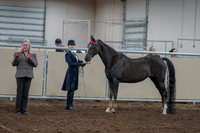 2020 - AB Morgan Horse - Fri, Sept 04 - 00885