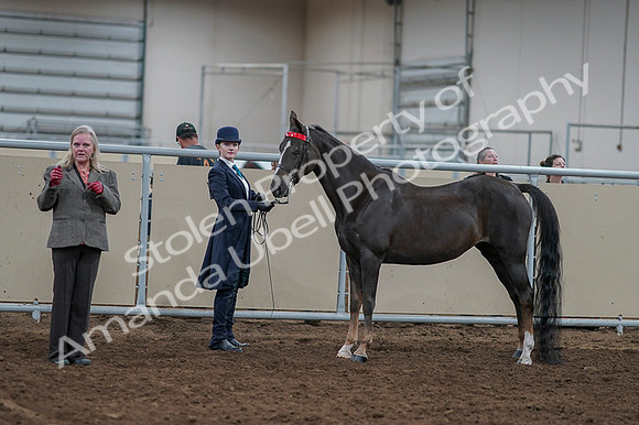 2020 - AB Morgan Horse - Fri, Sept 04 - 00885