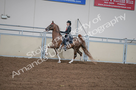 2020 - AB Morgan Horse - Fri, Sept 04 - 09609