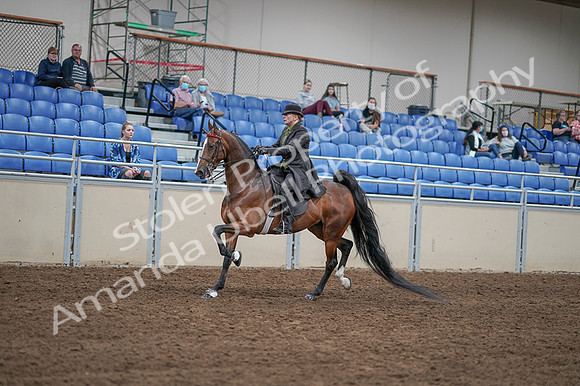 2020 - AB Morgan Horse - Fri, Sept 04 - 09536