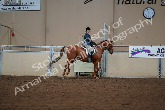 2019 Morgan Horse Show - Aug 30, 2019 - 22476