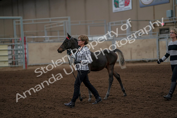 2019 Morgan Horse Show - Aug 30, 2019 - 24849