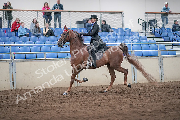 2019 Morgan Horse Show - Aug 31, 2019 - 21974
