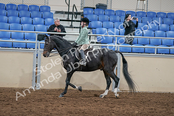2020 - AB Morgan Horse - Sun, Sept 06 - 07811