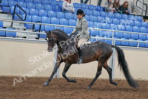 2020 - AB Morgan Horse - Sat, Sept 05 - 14324