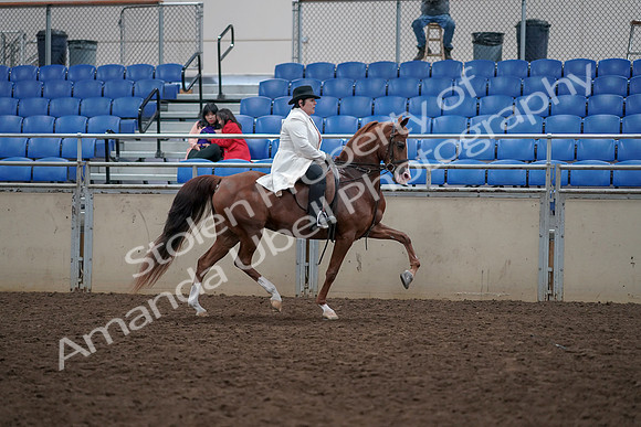 2019 Morgan Horse Show - Aug 31, 2019 - 17975