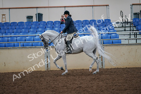 2019 Morgan Horse Show - Aug 30, 2019 - 17326