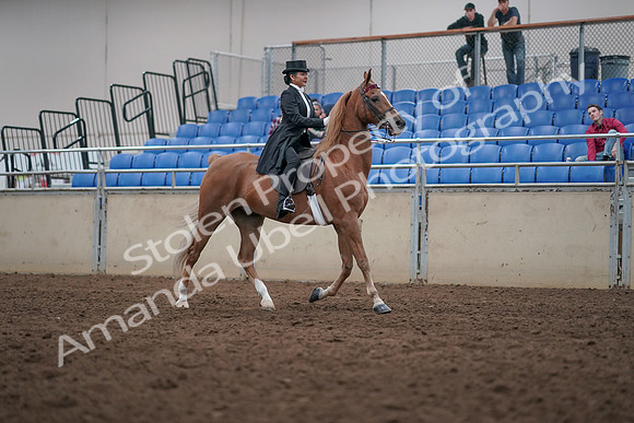 2019 Morgan Horse Show - Aug 31, 2019 - 20710