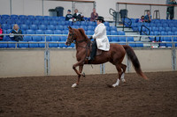2019 Morgan Horse Show - Aug 31, 2019 - 17856