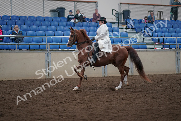 2019 Morgan Horse Show - Aug 31, 2019 - 17856