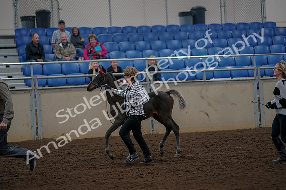 2019 Morgan Horse Show - Aug 30, 2019 - 24710