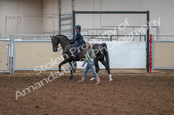 2020 - AB Morgan Horse - Fri, Sept 04 - 03278