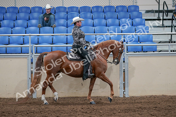 2020 - AB Morgan Horse - Sun, Sept 06 - 07552