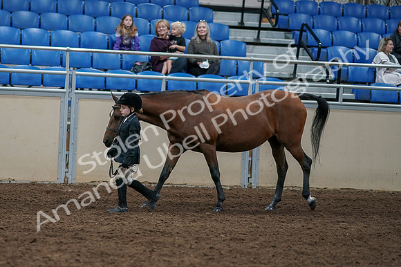2020 - AB Morgan Horse - Fri, Sept 04 - 00900