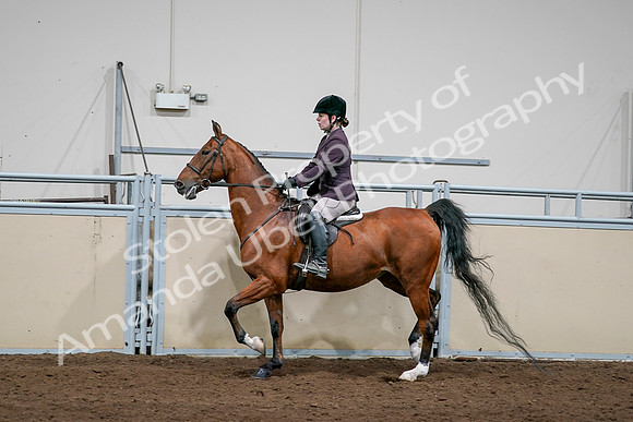 2020 - AB Morgan Horse - Sat, Sept 05 - 03055