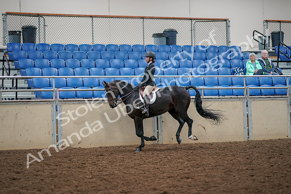 2019 Morgan Horse Show - Aug 30, 2019 - 23400