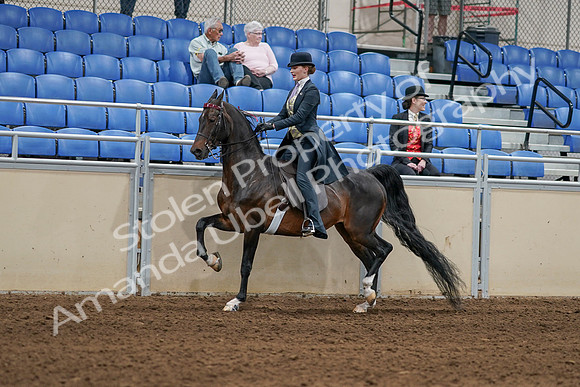 2020 - AB Morgan Horse - Sat, Sept 05 - 06297